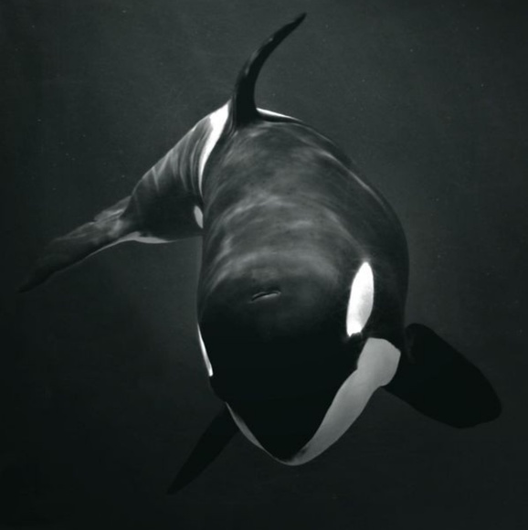 American Eagle - Thicker Flannel Checkered Shirt - Picture 6 of 8